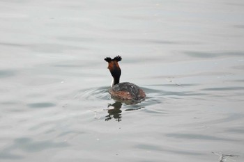 Great Crested Grebe Fujimae Tidal Flat Sun, 3/31/2024