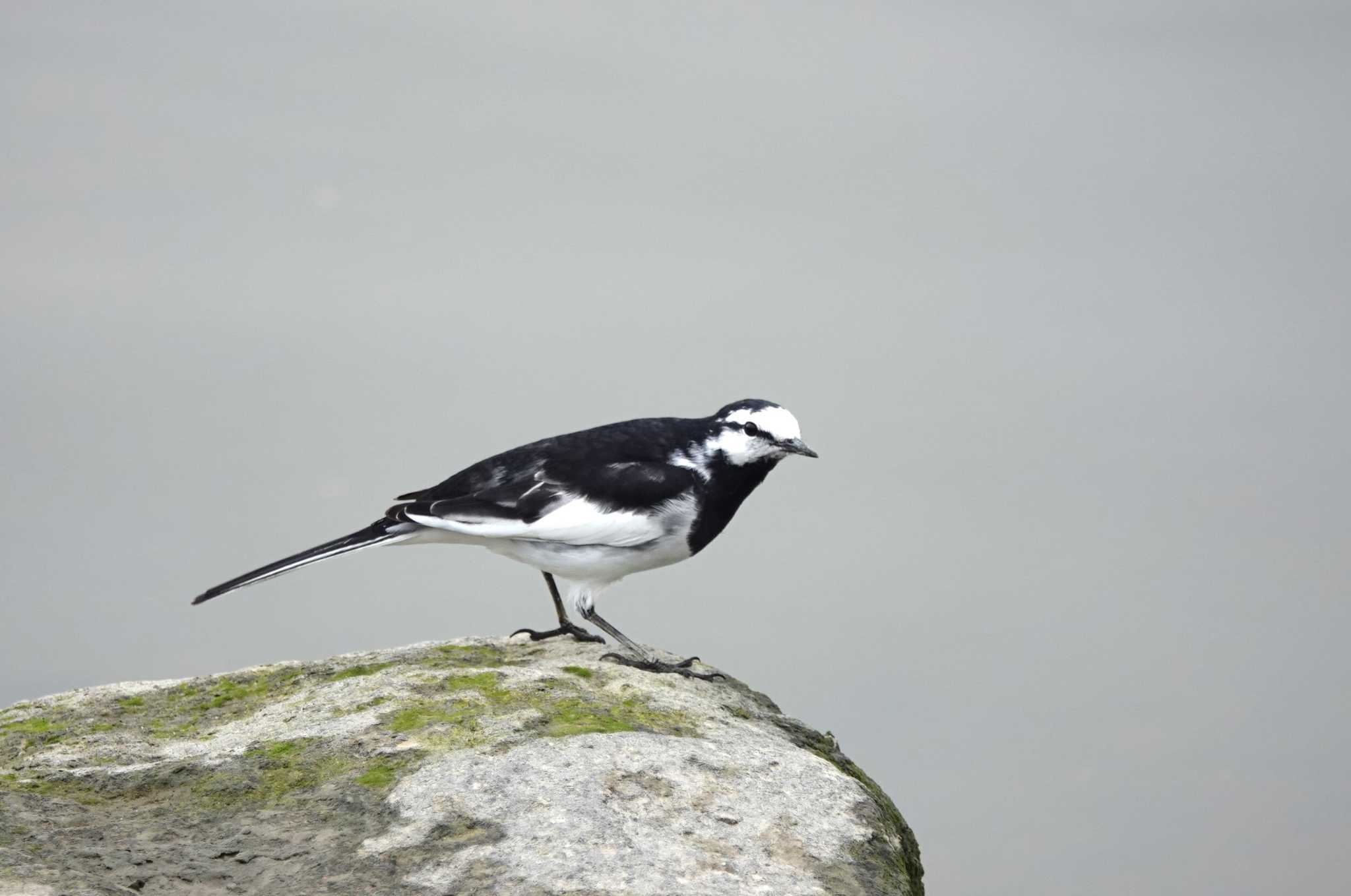 Photo of White Wagtail at Fujimae Tidal Flat by くーちゃる