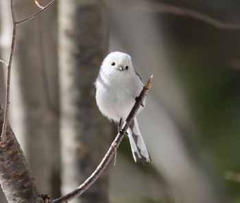 シマエナガ 北大研究林(北海道大学苫小牧研究林) 2024年3月31日(日)