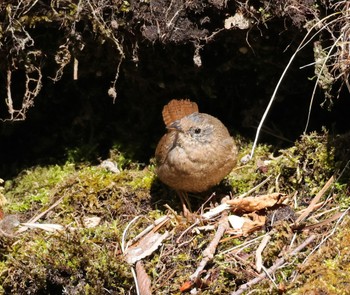 ミソサザイ 北大研究林(北海道大学苫小牧研究林) 2024年3月31日(日)