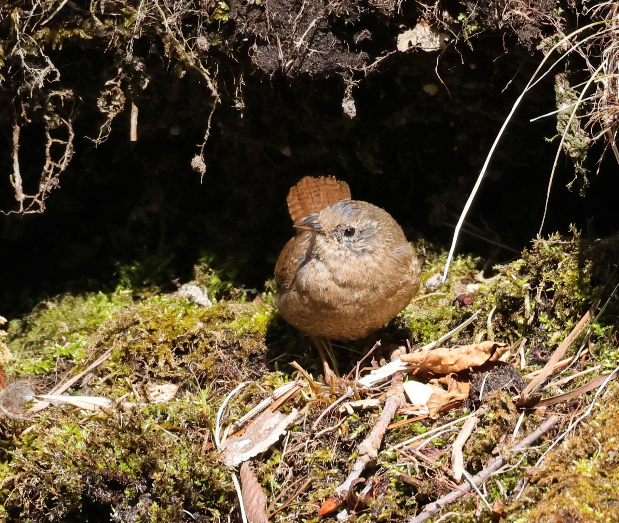 北大研究林(北海道大学苫小牧研究林) ミソサザイの写真 by わらすけ