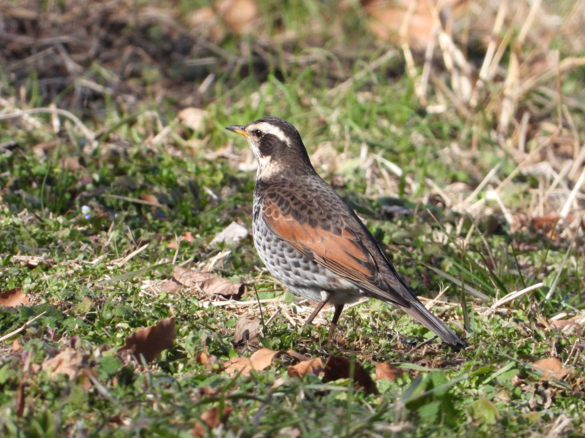 Dusky Thrush