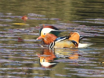 Mandarin Duck 見沼自然公園 Sun, 3/31/2024