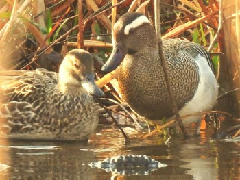 Garganey 見沼自然公園 Sun, 3/31/2024