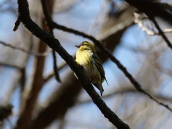 Eurasian Siskin 秩父 Thu, 3/14/2024