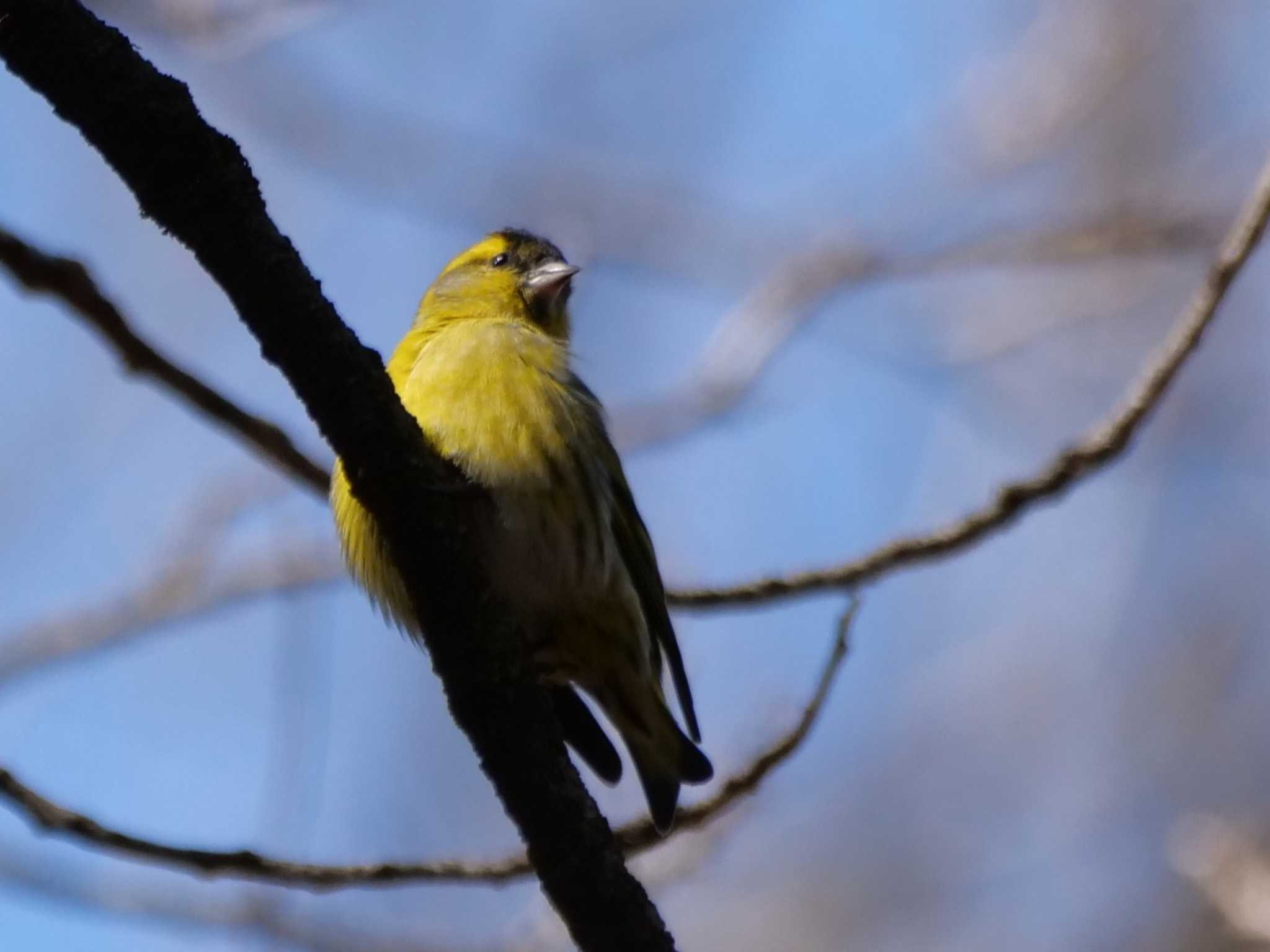 秩父 マヒワの写真 by little birds