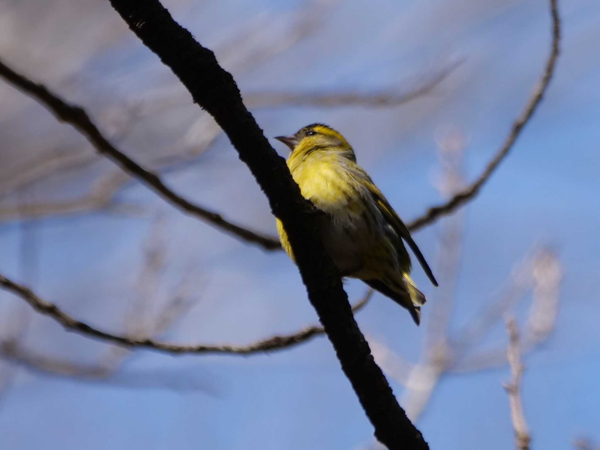 マヒワ3態。 by little birds