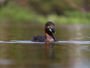 カイツブリ 大池親水公園 2024年3月31日(日)