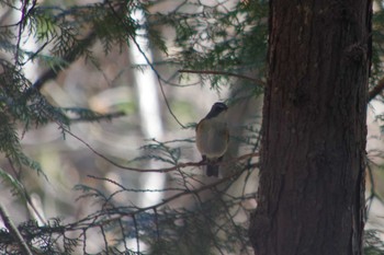 Red-flanked Bluetail 高崎自然の森 Wed, 3/27/2024