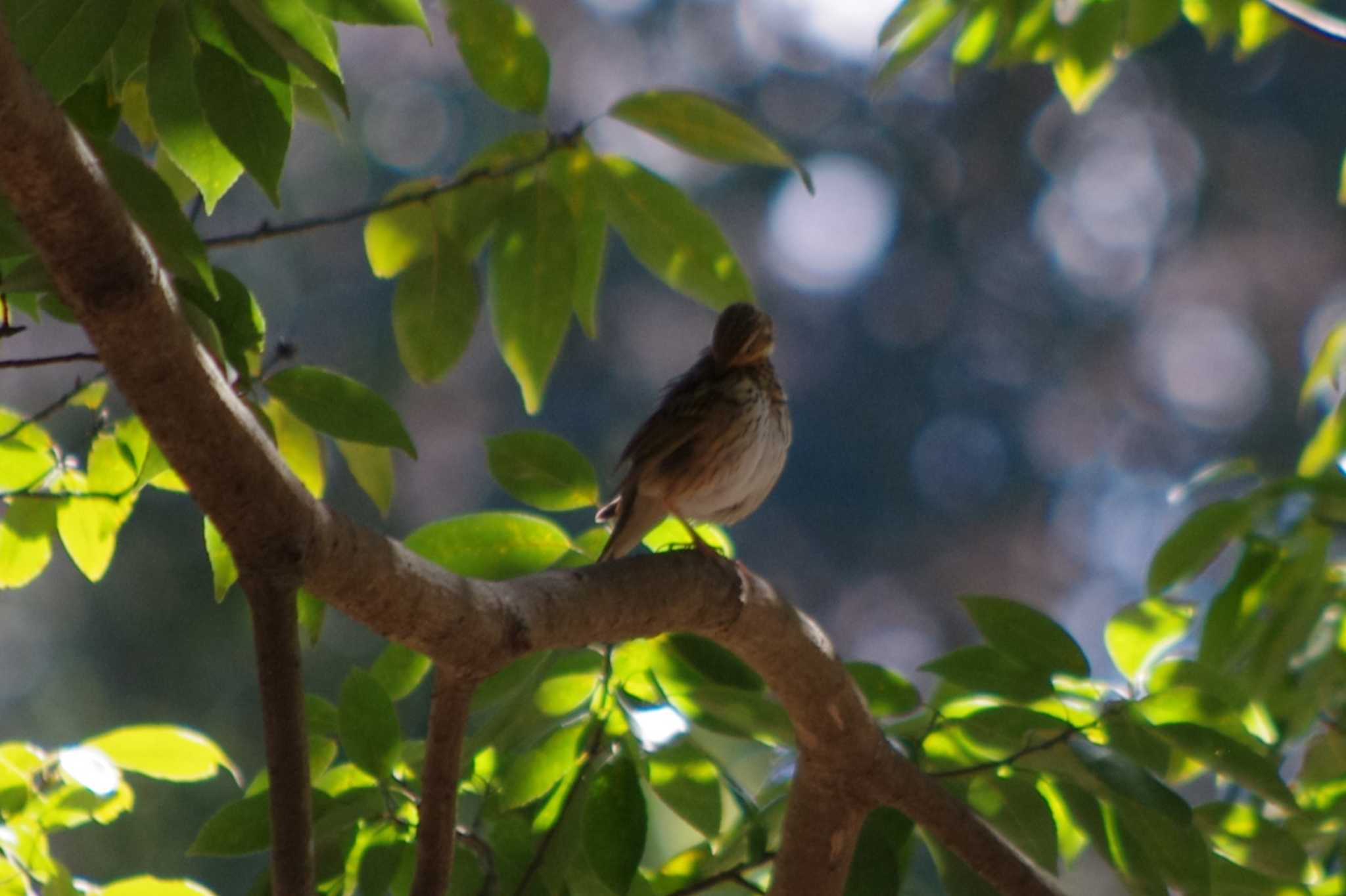 Photo of Olive-backed Pipit at 高崎自然の森 by アカウント15604