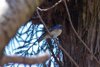 Red-flanked Bluetail 高崎自然の森 Wed, 3/27/2024