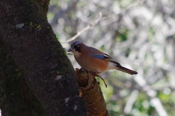 Eurasian Jay 高崎自然の森 Wed, 3/27/2024