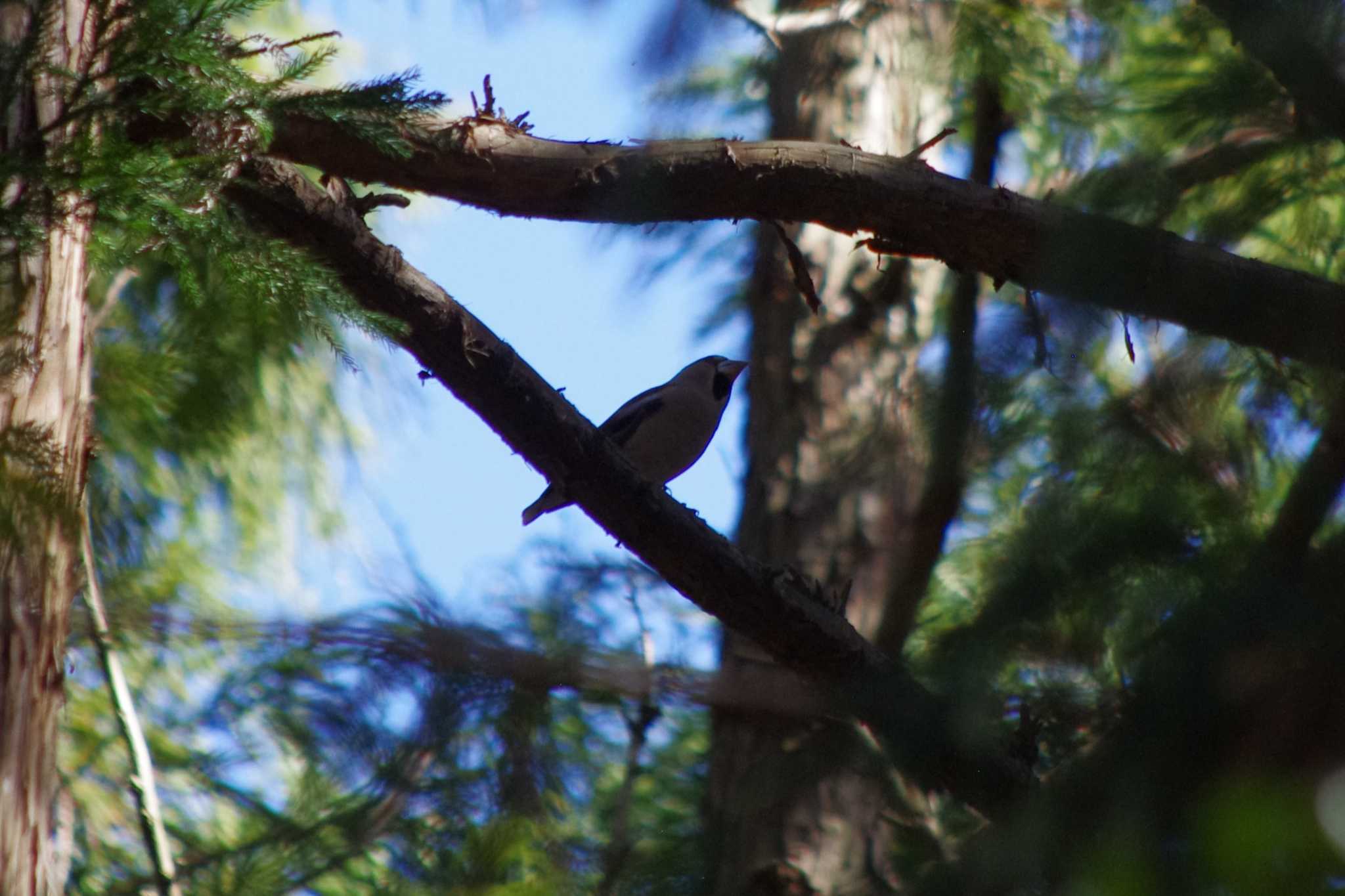 Photo of Hawfinch at 高崎自然の森 by アカウント15604