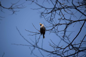 Japanese Grosbeak 長良川ふれあいの森 Sun, 3/31/2024