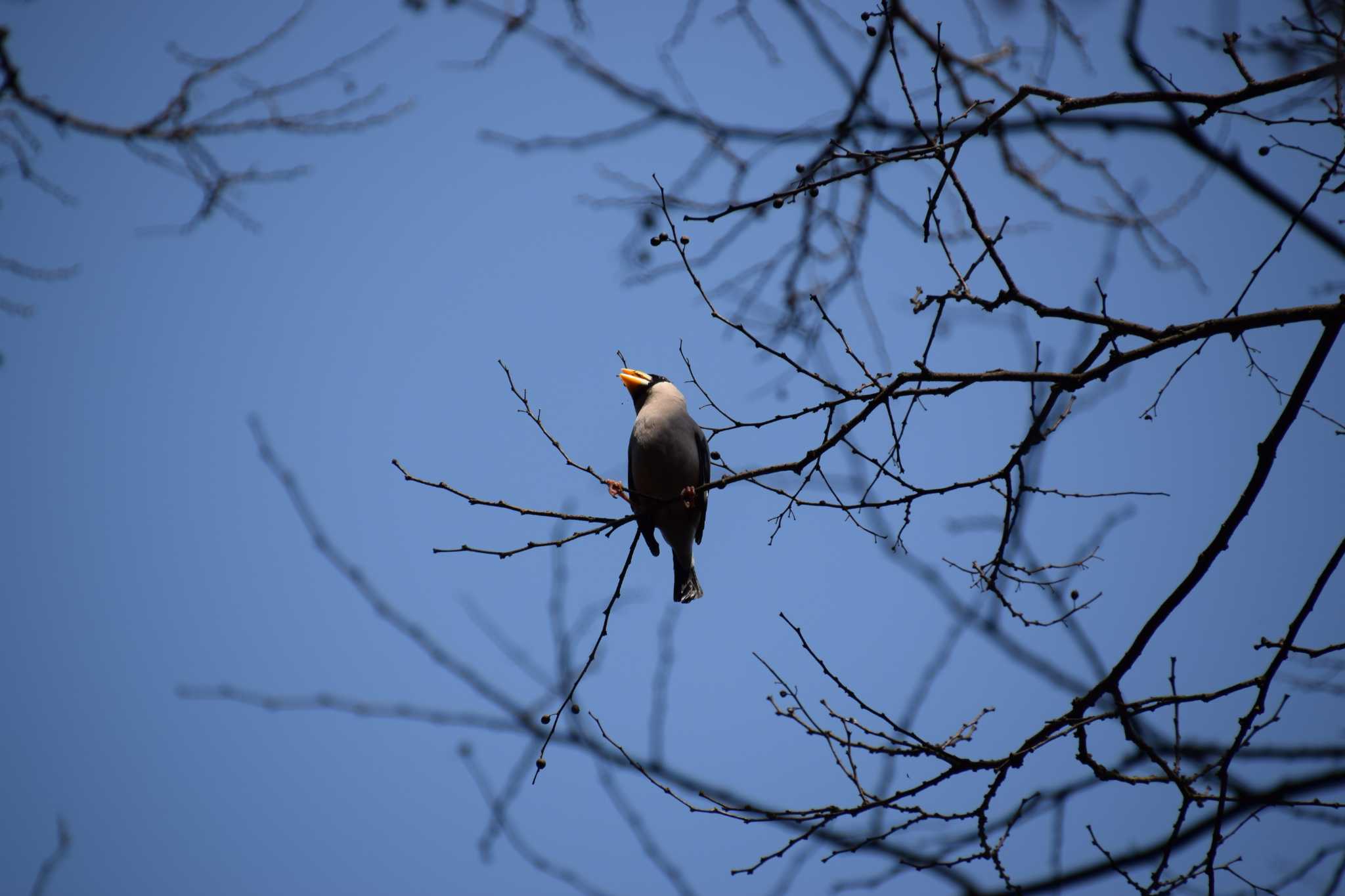 Photo of Japanese Grosbeak at 長良川ふれあいの森 by 五穀祐奈