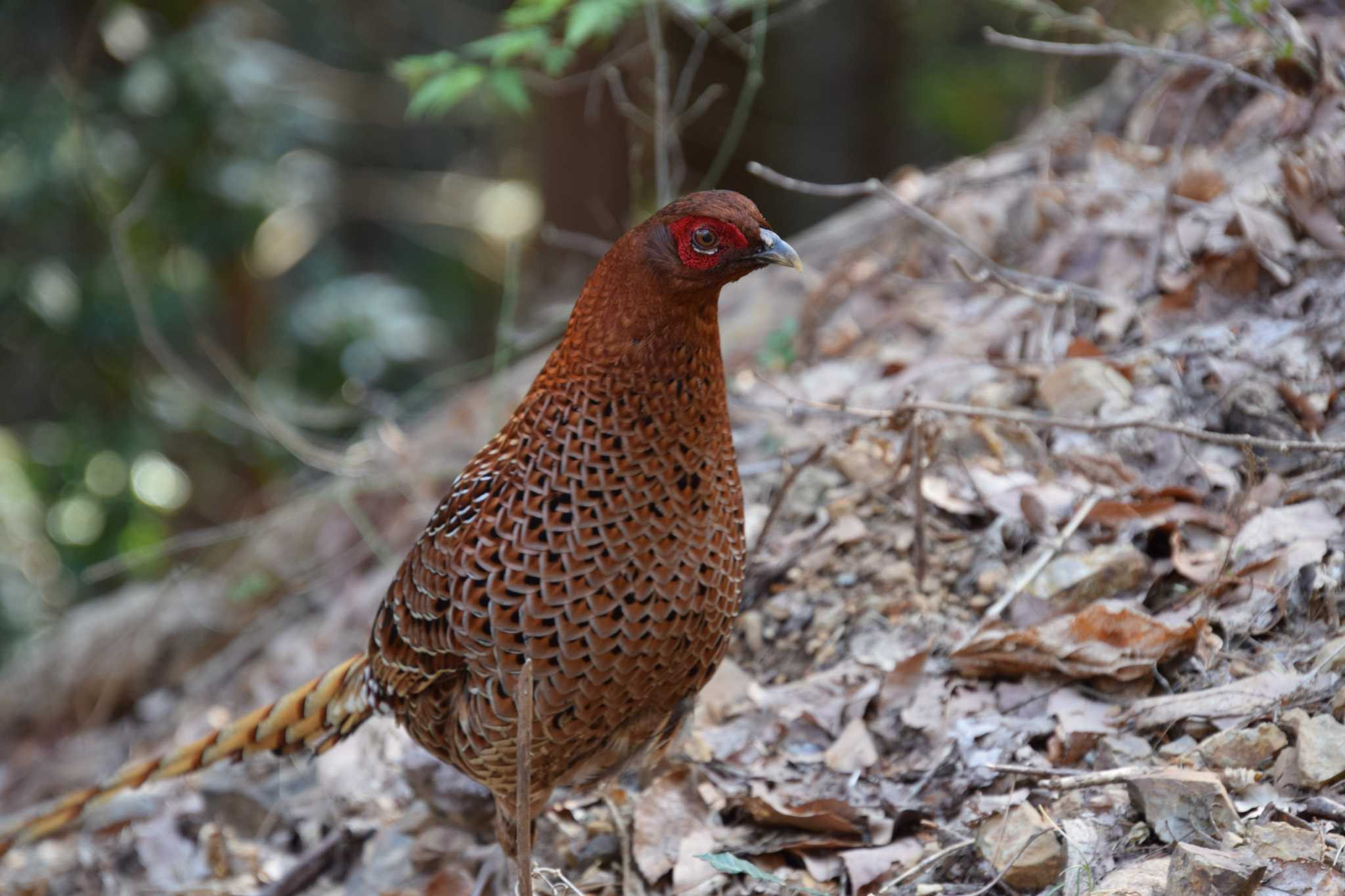 Photo of Copper Pheasant at 百々ヶ峰 by 五穀祐奈