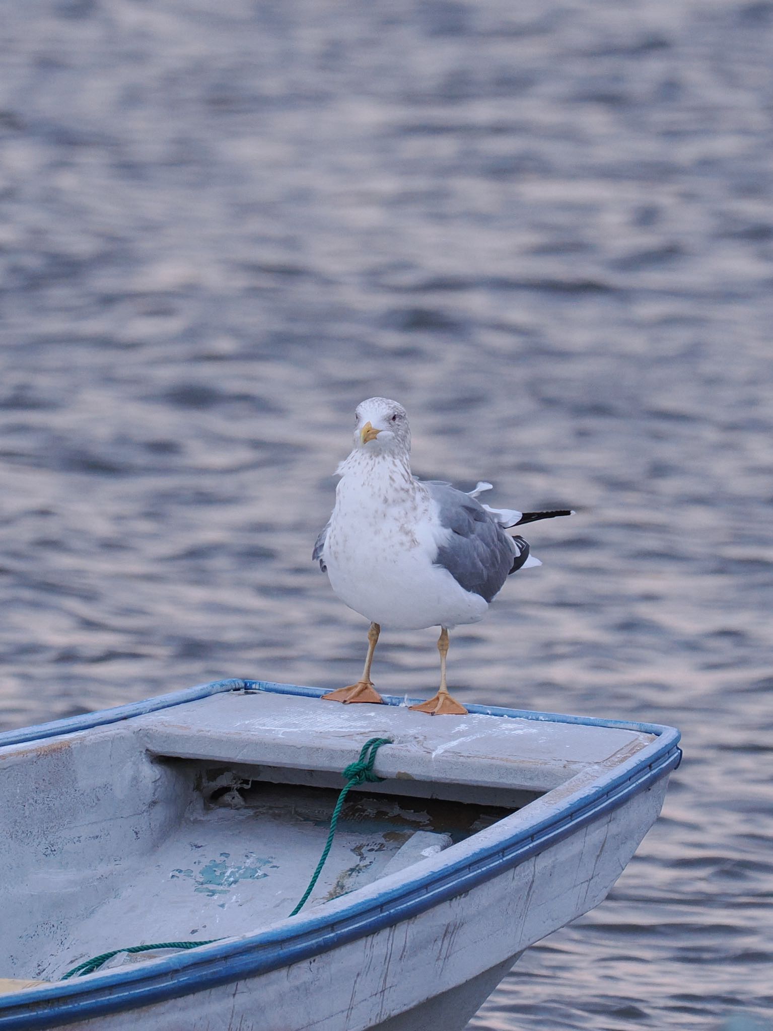 Photo of Vega Gull at Teganuma by daffy@お散歩探鳥＆遠征探鳥♪