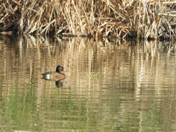 Baer's Pochard Mizumoto Park Sun, 3/31/2024