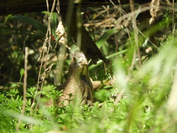 2024年3月31日(日) 水元公園の野鳥観察記録