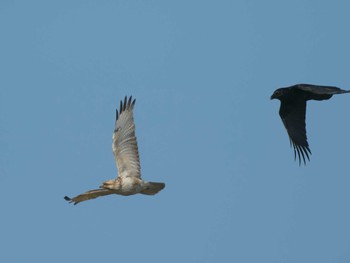 Eastern Buzzard 多摩川河川敷 Sun, 3/31/2024