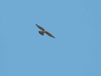 Common Kestrel 多摩川河川敷 Sun, 3/31/2024