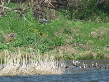 Eurasian Goshawk 多摩川河川敷 Sun, 3/31/2024