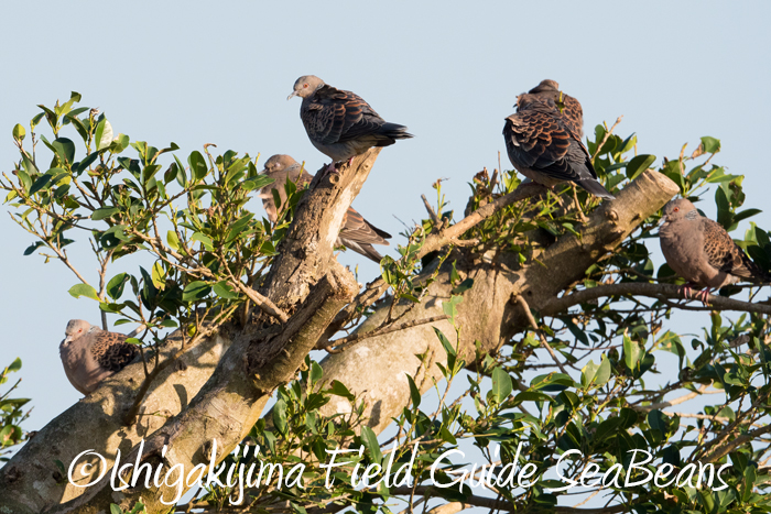 Photo of Oriental Turtle Dove(stimpsoni) at Ishigaki Island by 石垣島バードウオッチングガイドSeaBeans