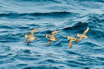 Ancient Murrelet Unknown Spots Fri, 3/22/2024