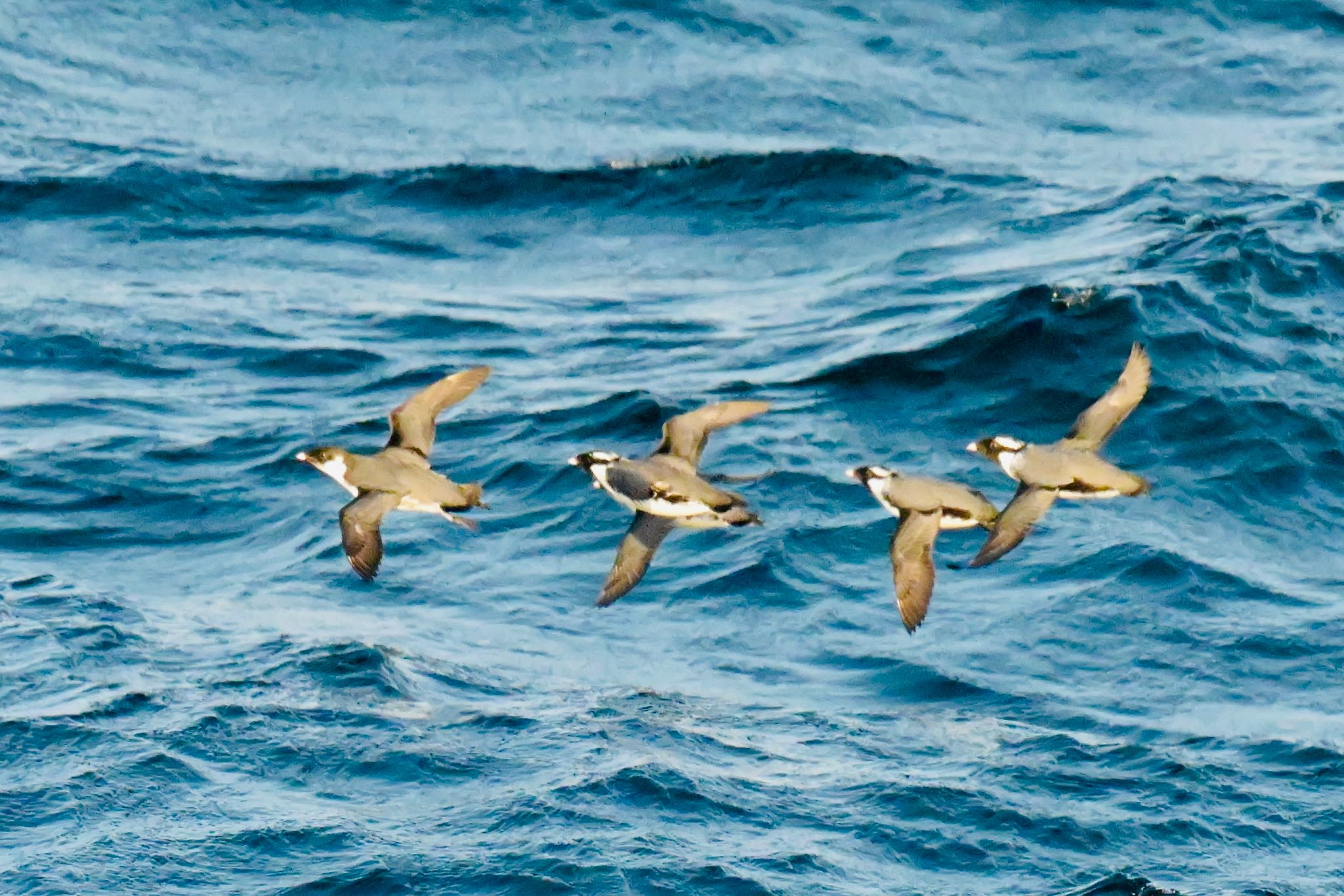 Photo of Ancient Murrelet at  by 美妃8