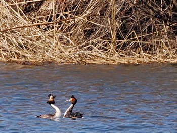 カンムリカイツブリ 石狩 茨戸川 2024年3月30日(土)