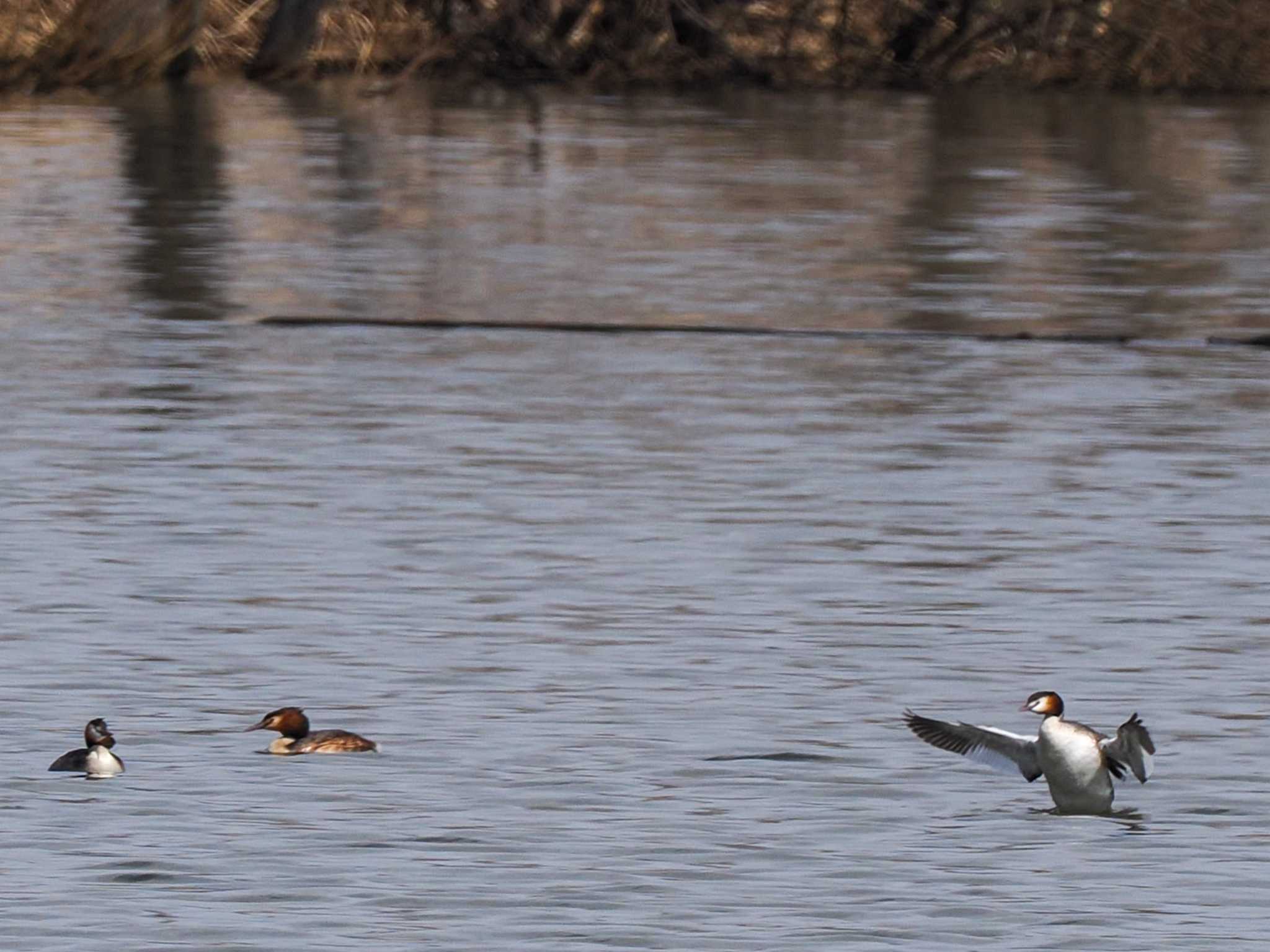 Great Crested Grebe