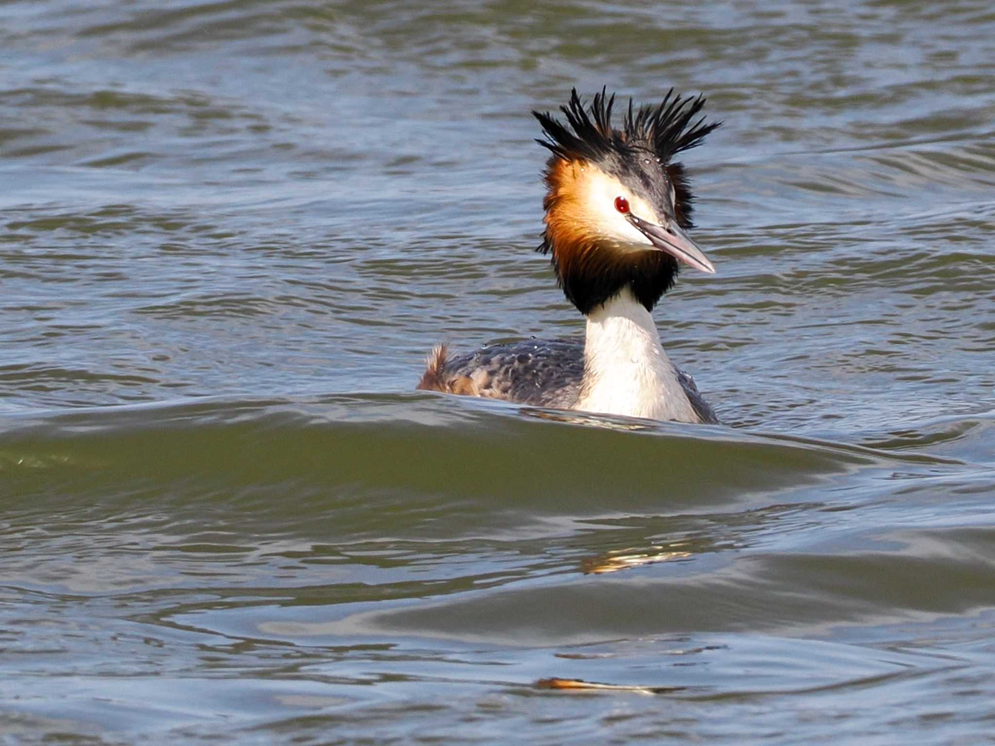 Great Crested Grebe