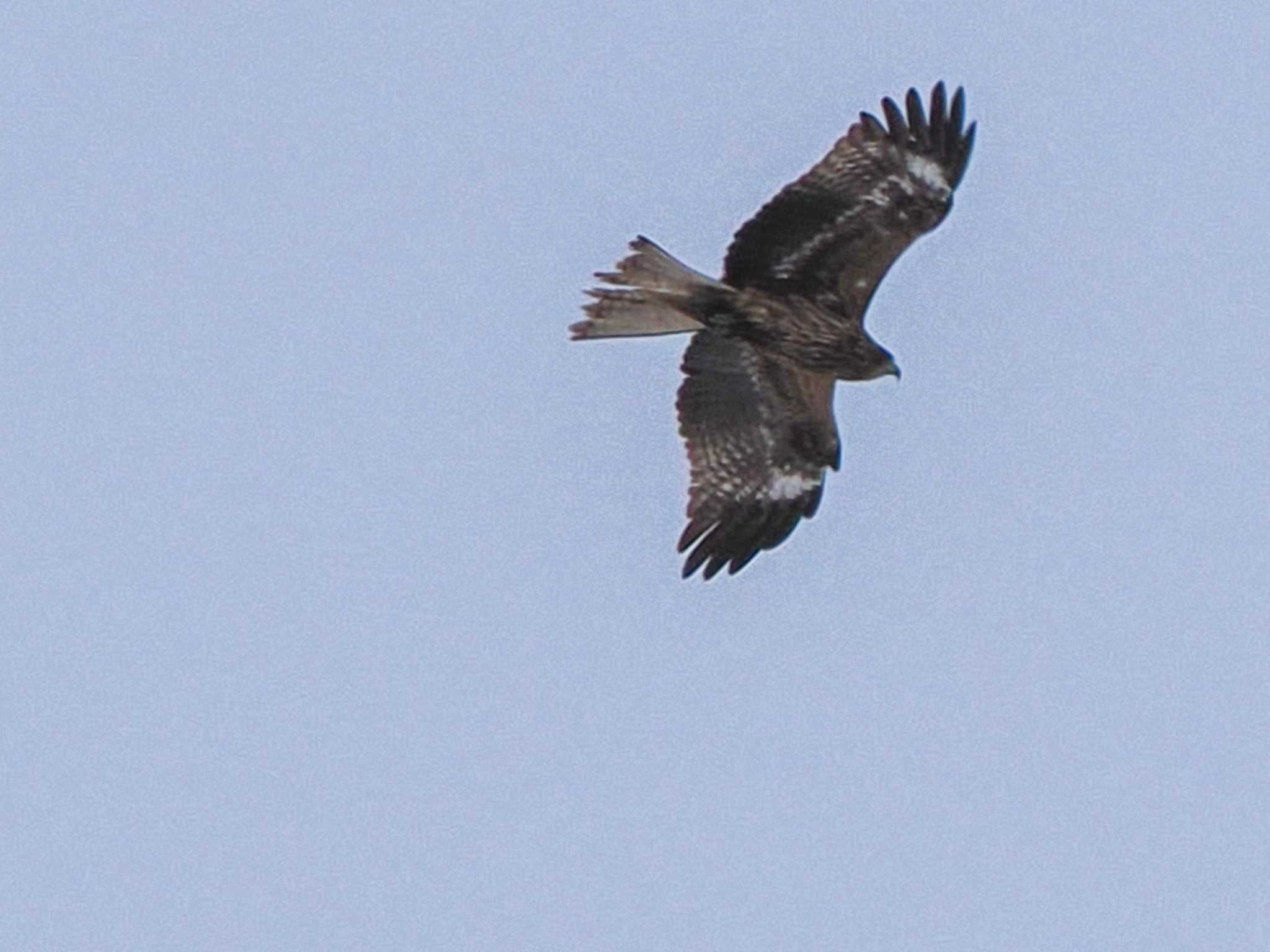 Black Kite