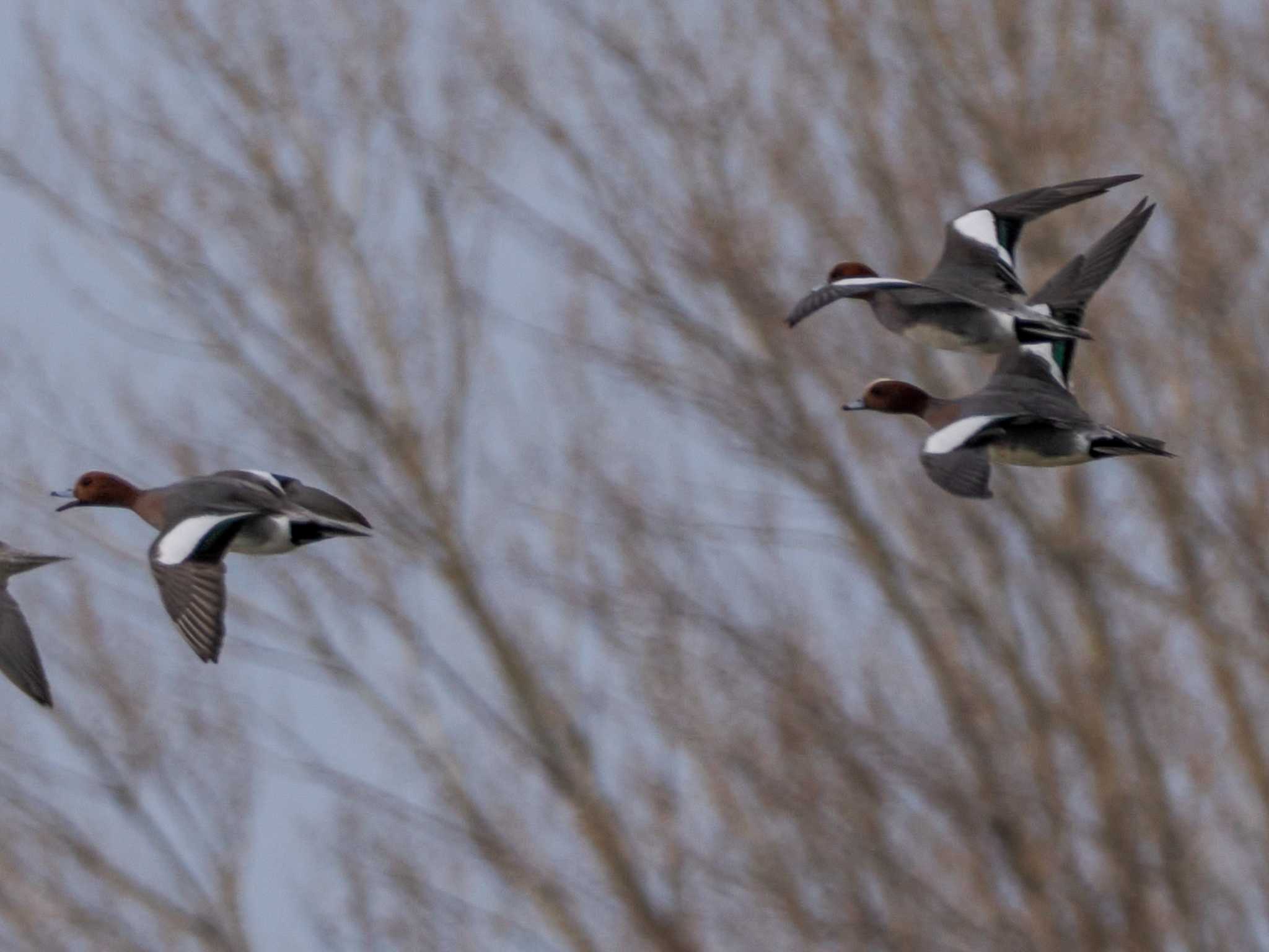 Photo of Eurasian Wigeon at 石狩 茨戸川 by 98_Ark (98ｱｰｸ)