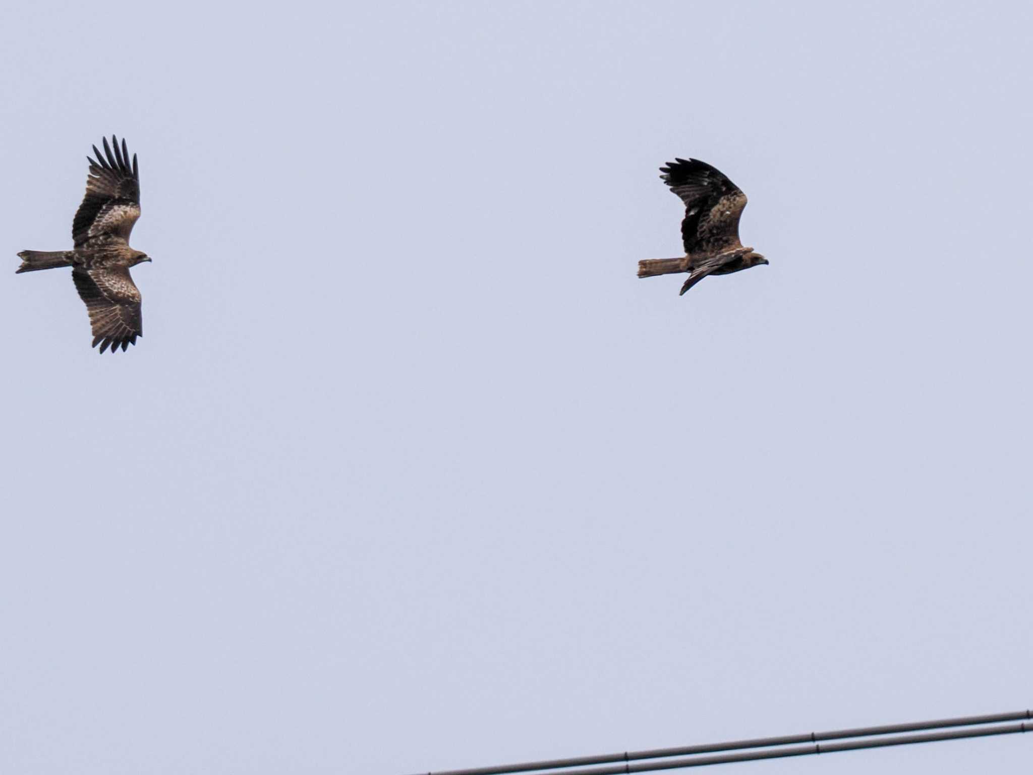 Photo of Black Kite at 石狩 茨戸川 by 98_Ark (98ｱｰｸ)