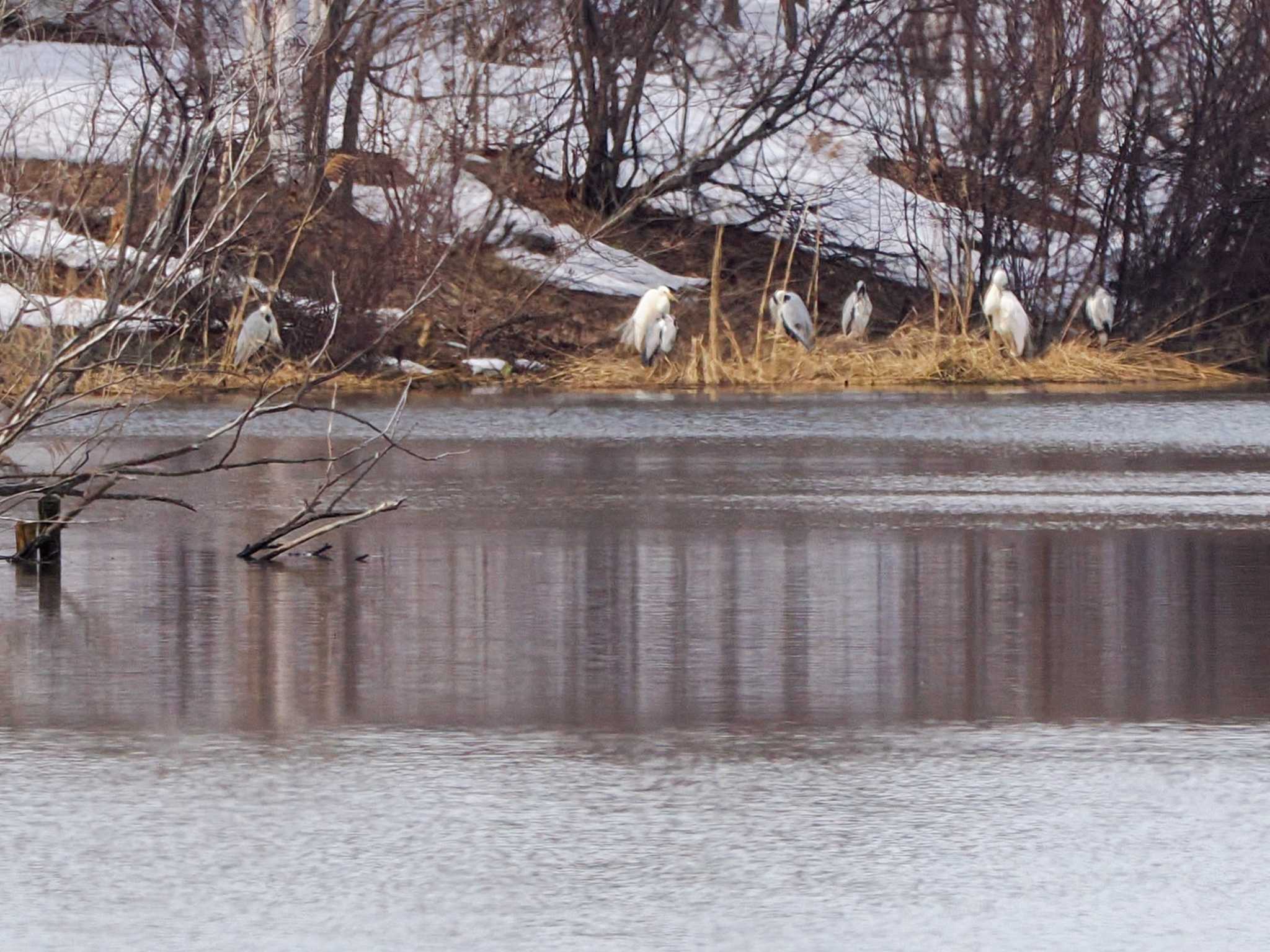 Great Egret