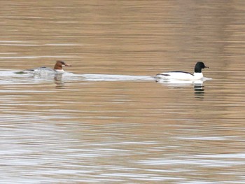 Common Merganser 石狩 茨戸川 Sat, 3/30/2024