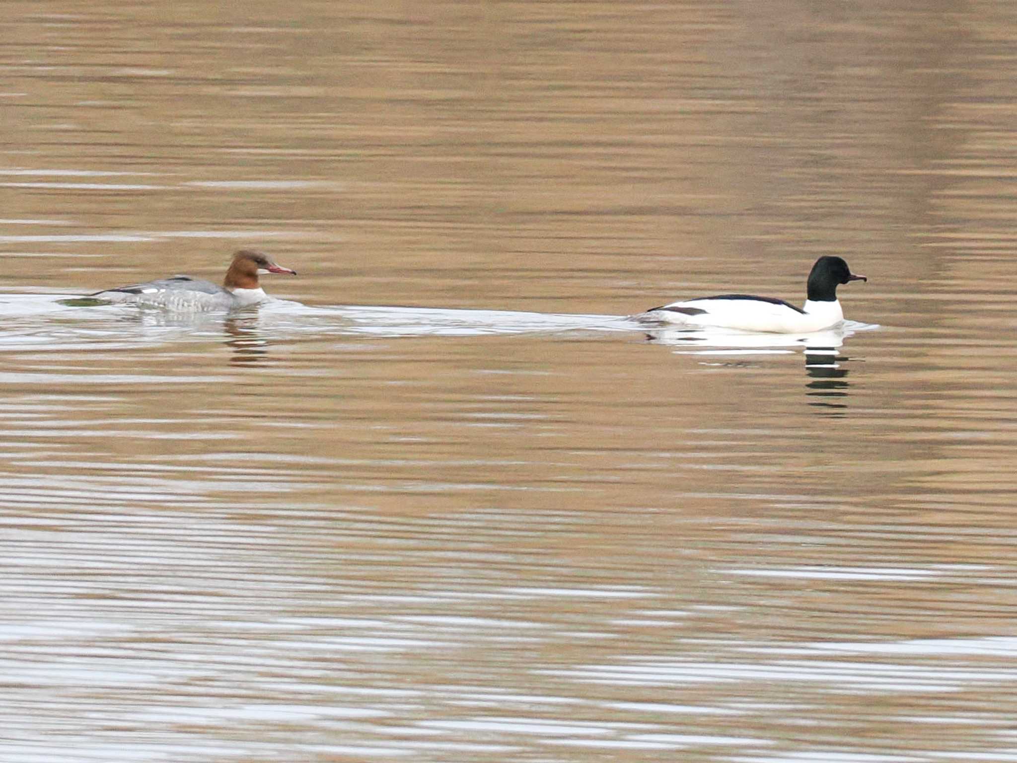 Common Merganser