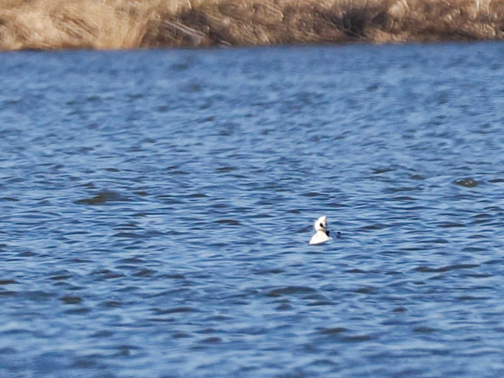 Smew