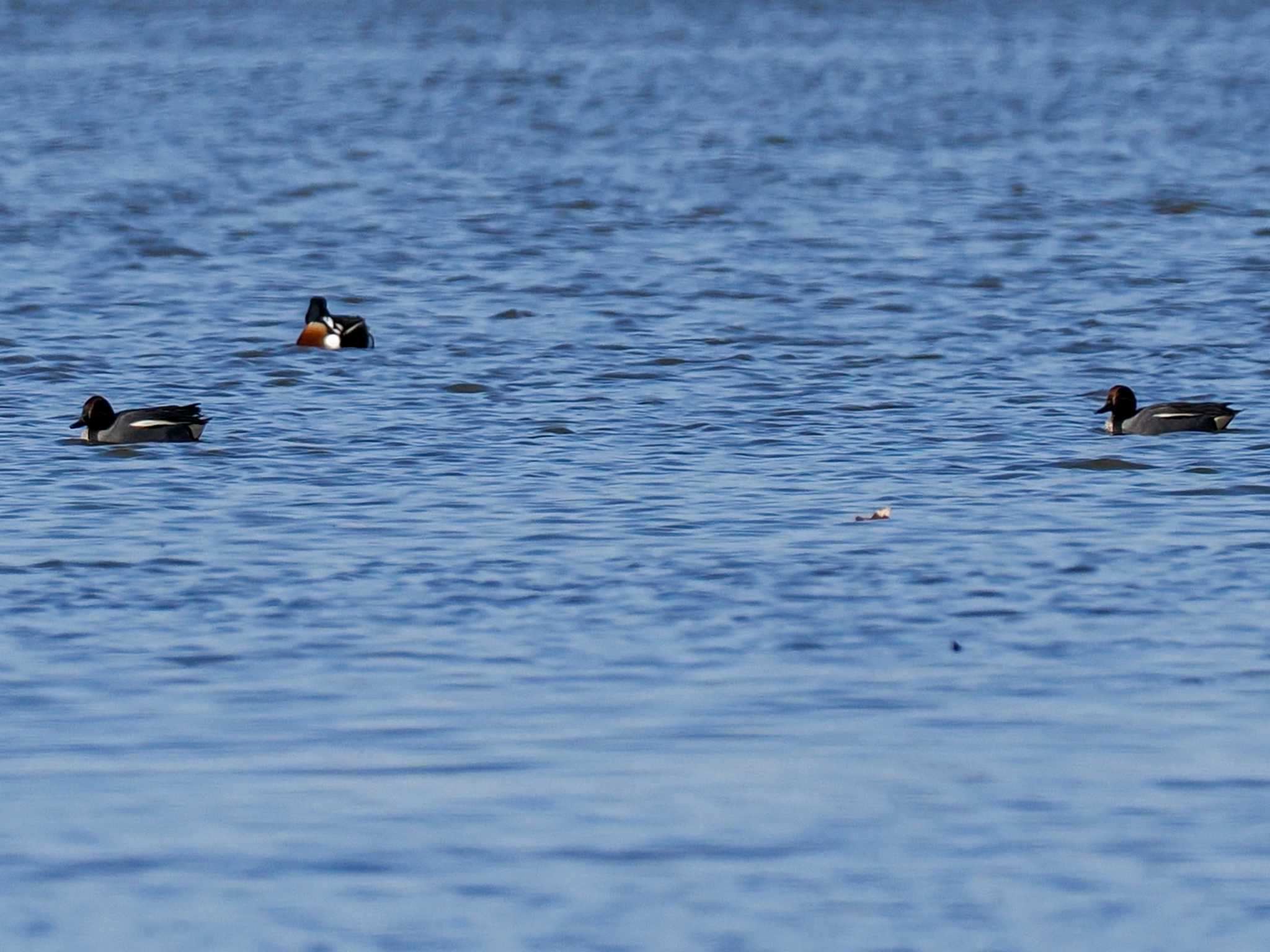 Eurasian Teal