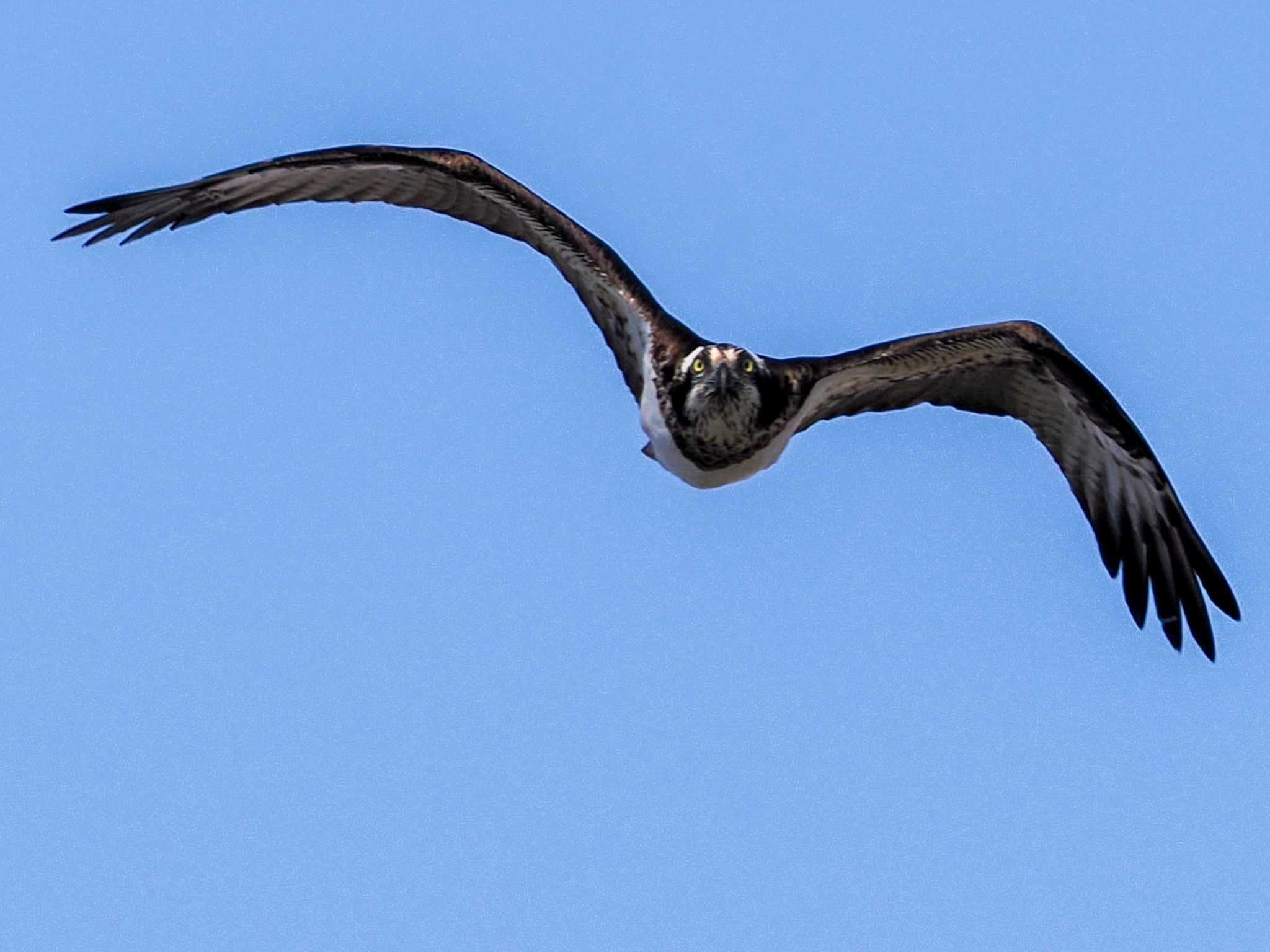 Osprey