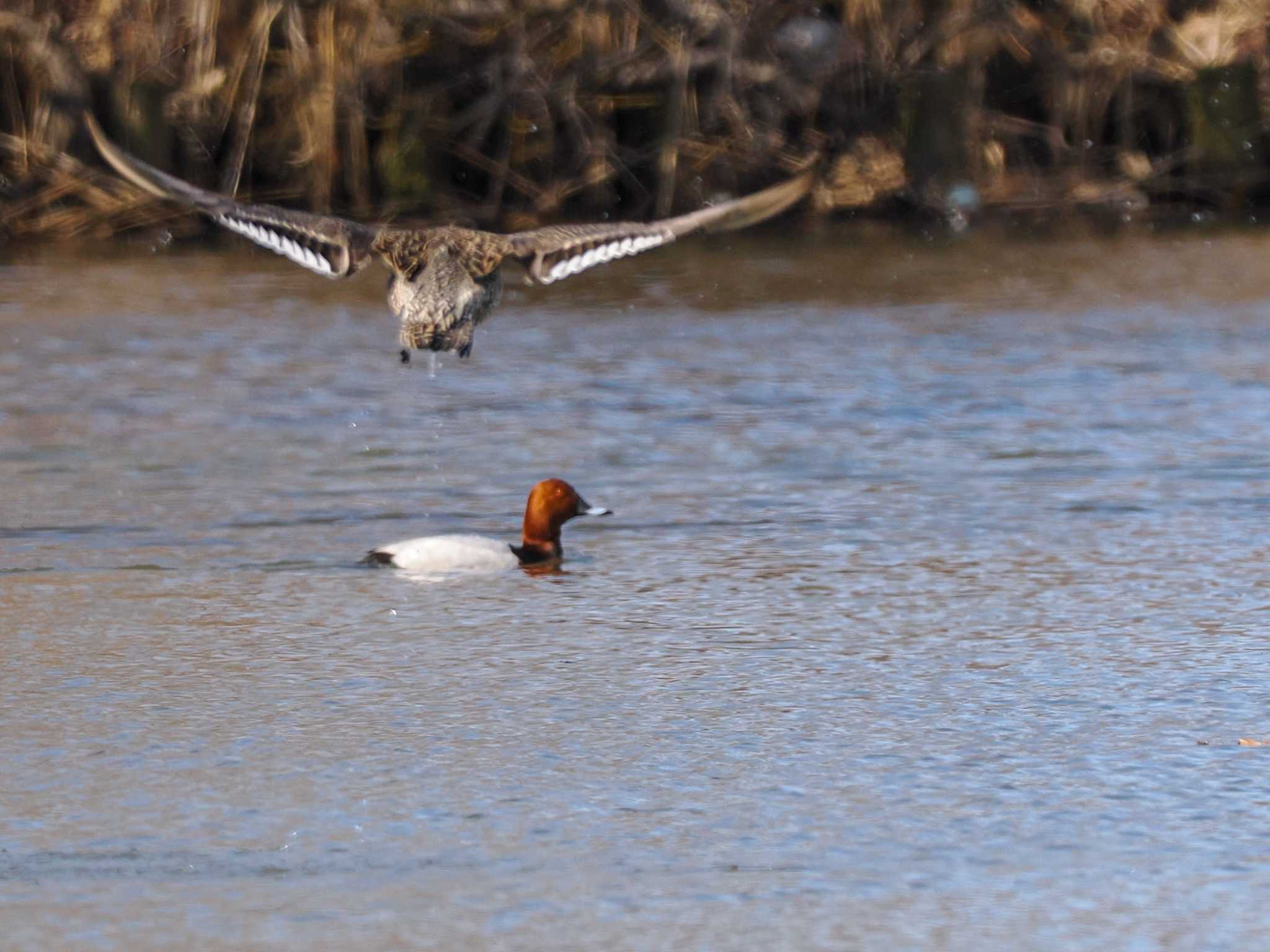 Common Pochard