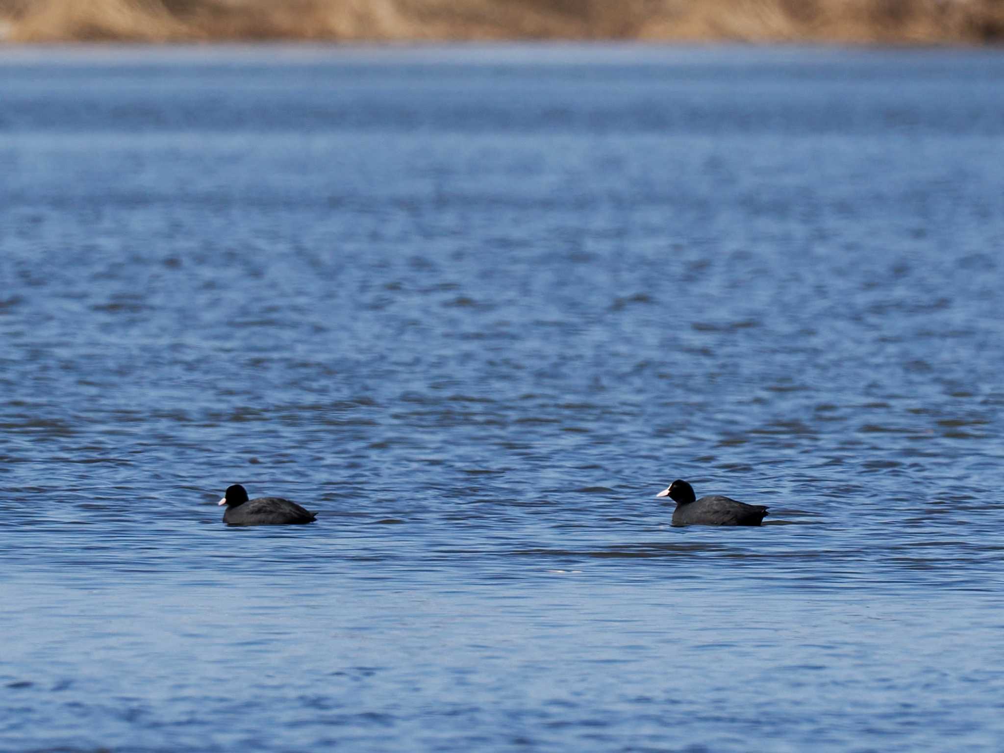 Eurasian Coot