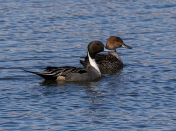 Northern Pintail 石狩 茨戸川 Sat, 3/30/2024