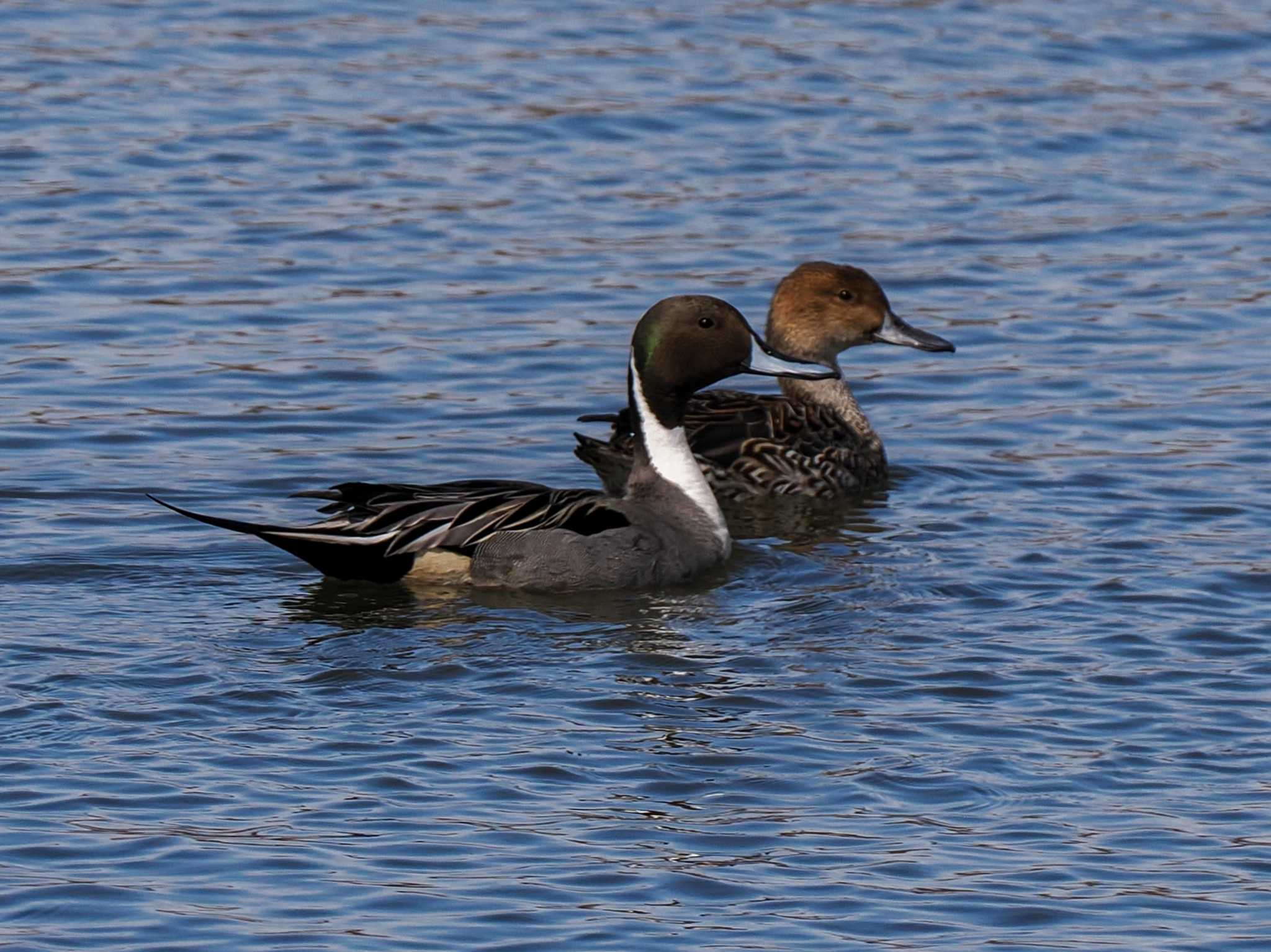 Northern Pintail