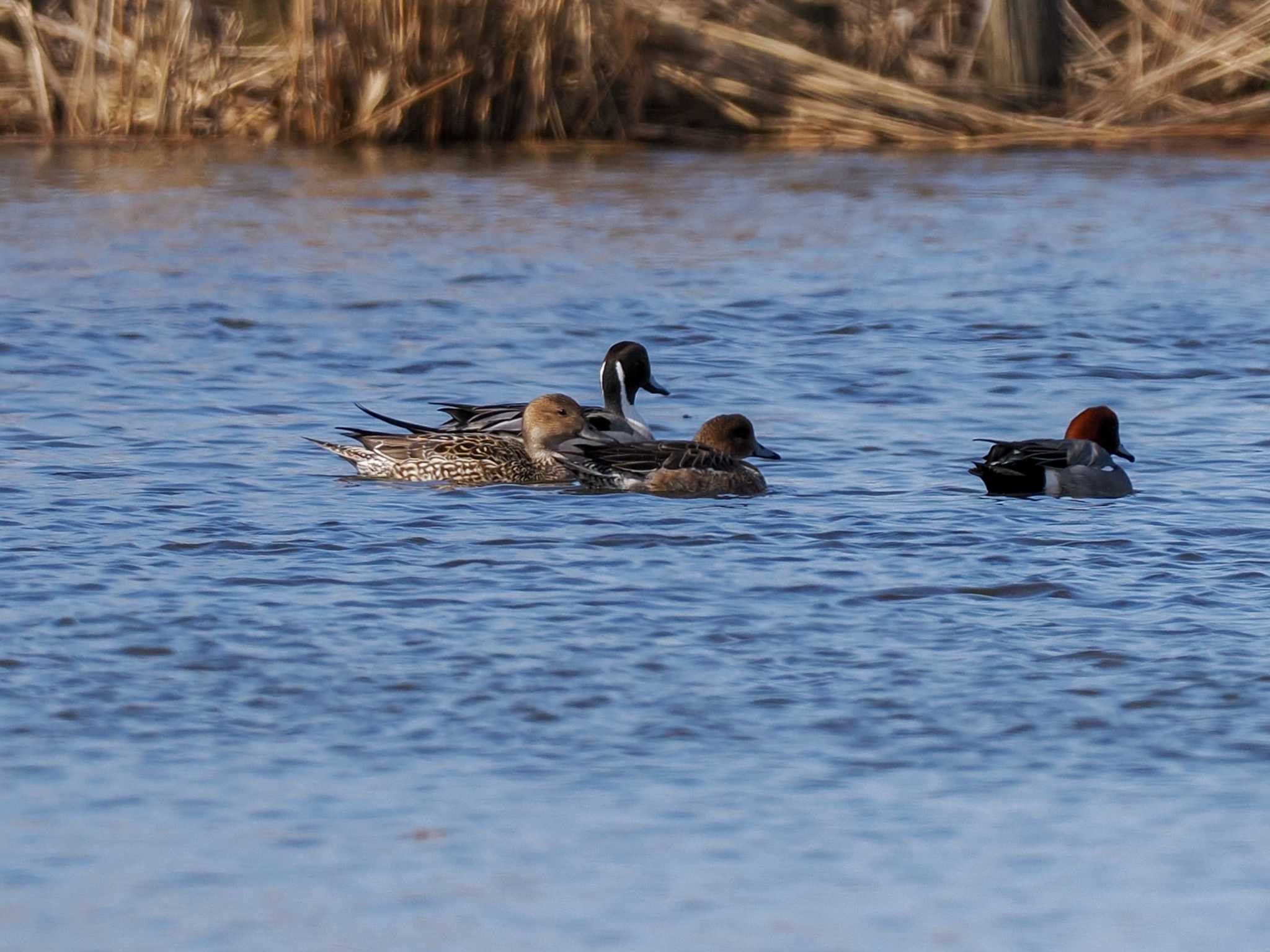 Northern Pintail