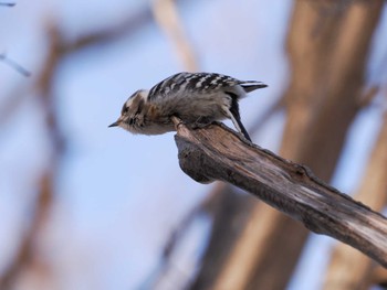 Japanese Pygmy Woodpecker(seebohmi) 宮丘公園(札幌市西区) Sat, 3/30/2024