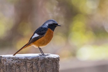 Daurian Redstart 善福寺公園 Wed, 3/13/2024