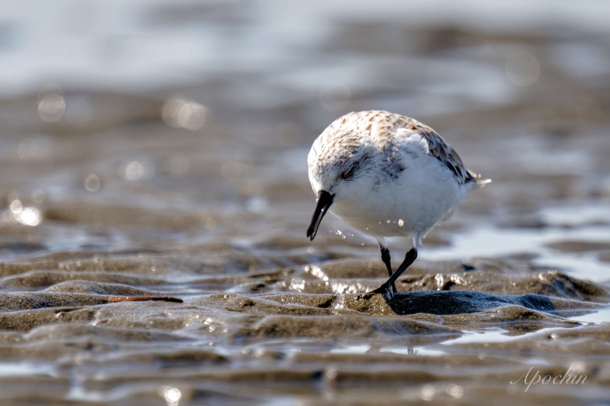 Sanderling