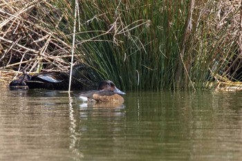 Baer's Pochard Mizumoto Park Sun, 3/31/2024